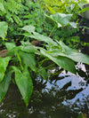 Peltandra virginica - Arrow Arum