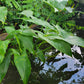 Peltandra virginica - Arrow Arum