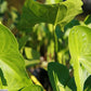 Sagittaria latifolia - Common Arrowhead
