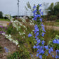 Salvia azurea - Blue Sage