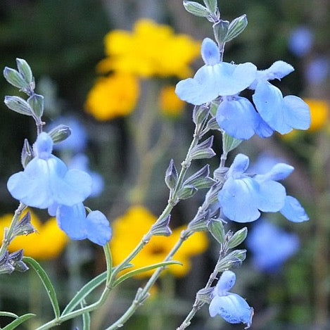 Salvia azurea - Blue Sage - 3" Pot
