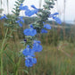Salvia azurea - Blue Sage