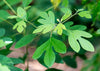 Sassafras albidum - Sassafras