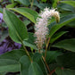 Saururus cernuus - Lizard's Tail - 38 Plug Tray