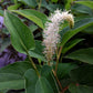 Saururus cernuus - Lizard's Tail