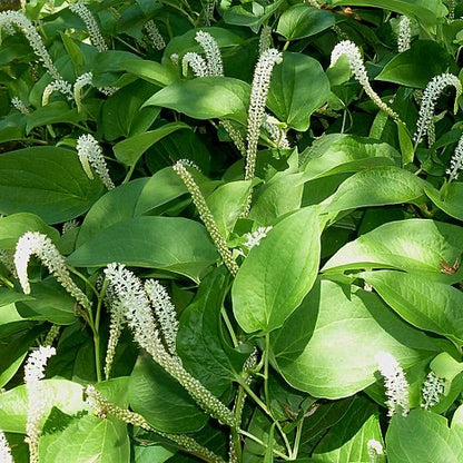 Saururus cernuus - Lizard's Tail - 38 Plug Tray