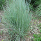 Schizachyrium scoparium - Little Bluestem - 3" Pot