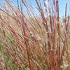 Schizachyrium scoparium - Little Bluestem - 38 Plug Tray