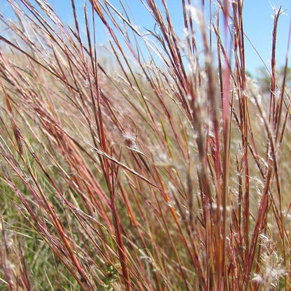 Schizachyrium scoparium - Little Bluestem