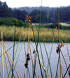 Schoenoplectus acutus var. acutus - Hardstem Bulrush