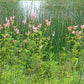 Schoenoplectus acutus var. acutus - Hardstem Bulrush