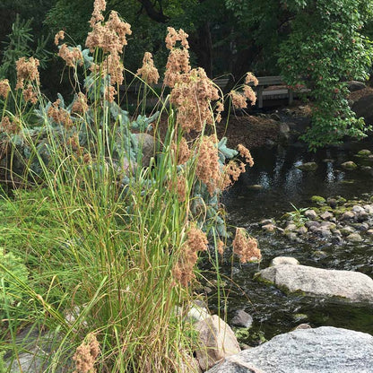 Scirpus cyperinus - Wool Grass - 3" Pot