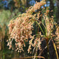 Scirpus cyperinus - Wool Grass - 38 Plug Tray