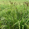 Scirpus atrovirens - Dark Green Bulrush - 38 Plug Tray