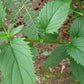 Scrophularia lanceolata - Early Figwort