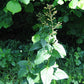 Scrophularia marilandica - Late Figwort
