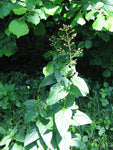 Scrophularia marilandica - Late Figwort - 3" Pot
