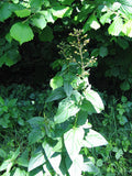 Scrophularia marilandica - Late Figwort - 38 Plug Tray