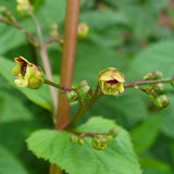 Scrophularia marilandica - Late Figwort - 3" Pot