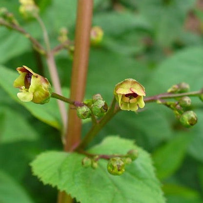 Scrophularia marilandica - Late Figwort