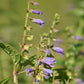 Scutellaria lateriflora - Mad Dog Skullcap - 38 Plug Tray