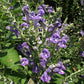 Scutellaria incana - Hoary Skullcap - 38 Plug Tray