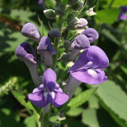 Scutellaria incana - Hoary Skullcap - 38 Plug Tray