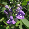 Scutellaria incana - Hoary Skullcap