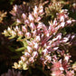 Sedum pulchellum - Widows Cross - 3" Pot