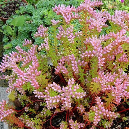 Sedum pulchellum - Widows Cross - 3" Pot