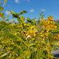 Senna hebecarpa - Wild Senna - 38 Plug Tray