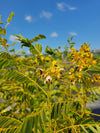 Senna hebecarpa - Wild Senna