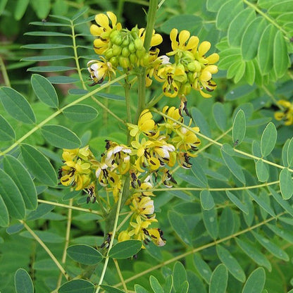 Senna hebecarpa - Wild Senna - 38 Plug Tray