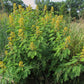 Senna hebecarpa - Wild Senna - 38 Plug Tray