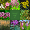 Waters Edge/Shoreline Garden Kit