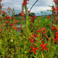 Silene regia - Royal Catchfly - 38 Plug Tray