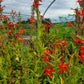 Silene regia - Royal Catchfly