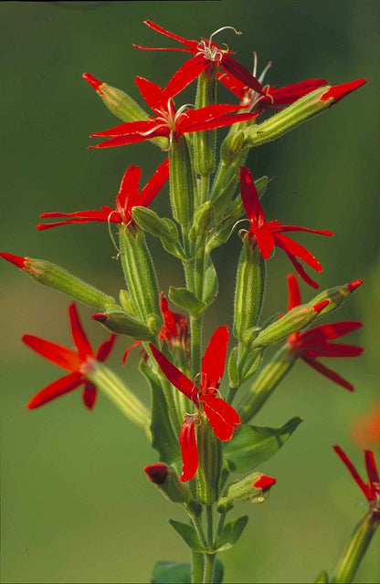 Silene regia - Royal Catchfly