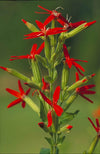 Silene regia - Royal Catchfly