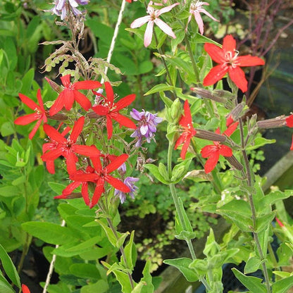 Silene regia - Royal Catchfly - 38 Plug Tray