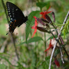 Silene virginica - Fire Pink