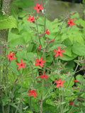 Silene virginica - Fire Pink - 38 Plug Tray