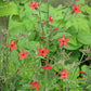 Silene virginica - Fire Pink