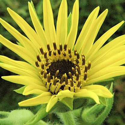 Silphium laciniatum - Compass Plant