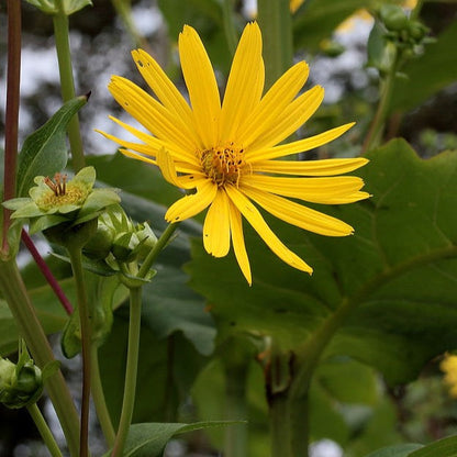 Silphium perfoliatum - Cup Plant