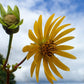 Silphium terebinthinaceum - Prairie Dock - 38 Plug Tray