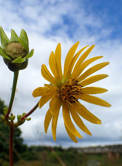 Silphium terebinthinaceum - Prairie Dock