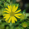 Silphium integrifolium - Rosinweed