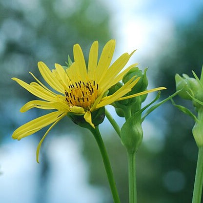 Silphium laciniatum - Compass Plant - 3" Pot