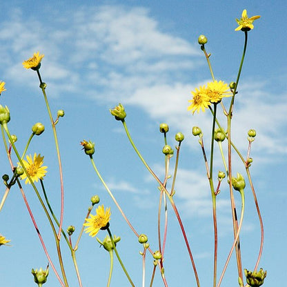 Silphium terebinthinaceum - Prairie Dock - 3" Pot